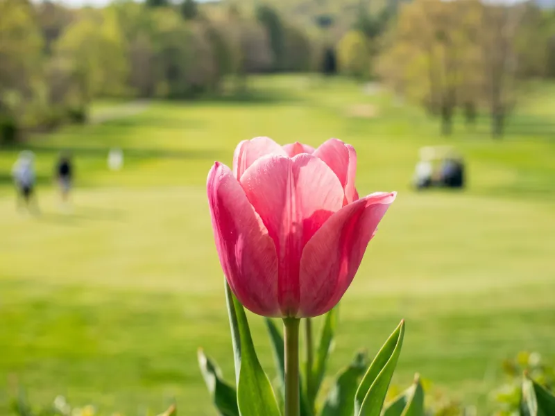 mothers day tulip at pembroke pines